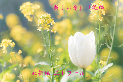 �k�V�n ���E���W �N���u �G�g���[��